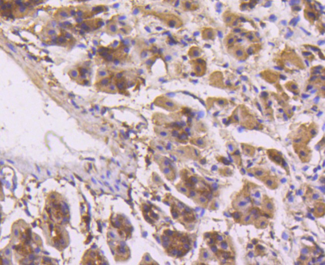 Immunohistochemical analysis of paraffin-embedded mouse stomach tissue using anti-ERK1 antibody. The section was pre-treated using heat mediated antigen retrieval with Tris-EDTA buffer (pH 9.0) for 20 minutes.The tissues were blocked in 1% BSA for 30 minutes at room temperature, washed with ddH2O and PBS, and then probed with the primary antibody (ET1604-32, 1/50) for 30 minutes at room temperature. The detection was performed using an HRP conjugated compact polymer system. DAB was used as the chromogen. Tissues were counterstained with hematoxylin and mounted with DPX.