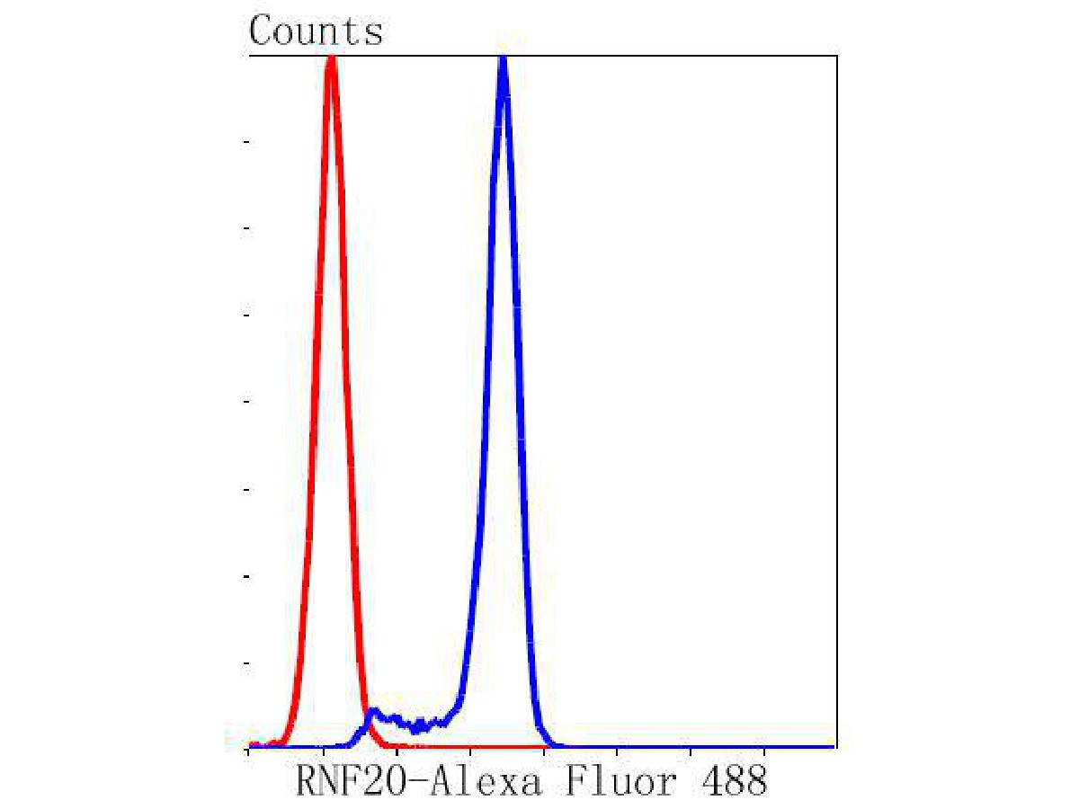 Flow cytometric analysis of RNF20 was done on A549 cells. The cells were fixed, permeabilized and stained with the primary antibody (ET1604-4, 1/50) (blue). After incubation of the primary antibody at room temperature for an hour, the cells were stained with a Alexa Fluor®488 conjugate-Goat anti-Rabbit IgG Secondary antibody at 1/1000 dilution for 30 minutes.Unlabelled sample was used as a control (cells without incubation with primary antibody; red).