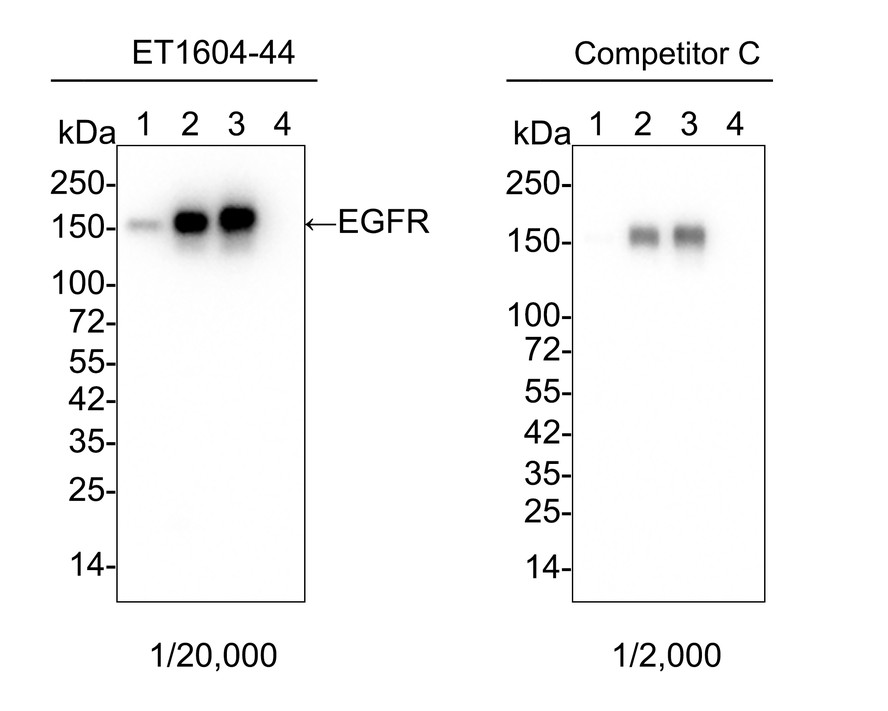 Western blot analysis of EGFR on different lysates with Rabbit anti-EGFR antibody (ET1604-44) at 1/20,000 dilution and competitor's antibody at 1/2,000 dilution.<br />
<br />
Lane 1: HeLa cell lysate<br />
Lane 2: A431 cell lysate<br />
Lane 3: MDA-MB-468 cell lysate<br />
Lane 4: MCF7 cell lysate (low expression)<br />
<br />
Lysates/proteins at 15 µg/Lane.<br />
<br />
Predicted band size: 134 kDa<br />
Observed band size: 150 kDa<br />
<br />
Exposure time: 21 seconds;<br />
<br />
4-20% SDS-PAGE gel.<br />
<br />
Proteins were transferred to a PVDF membrane and blocked with 5% NFDM/TBST for 1 hour at room temperature. The primary antibody (ET1604-44) at 1/20,000 dilution and competitor's antibody at 1/2,000 dilution were used in 5% NFDM/TBST at 4℃ overnight. Goat Anti-Rabbit IgG - HRP Secondary Antibody (HA1001) at 1/50,000 dilution was used for 1 hour at room temperature.