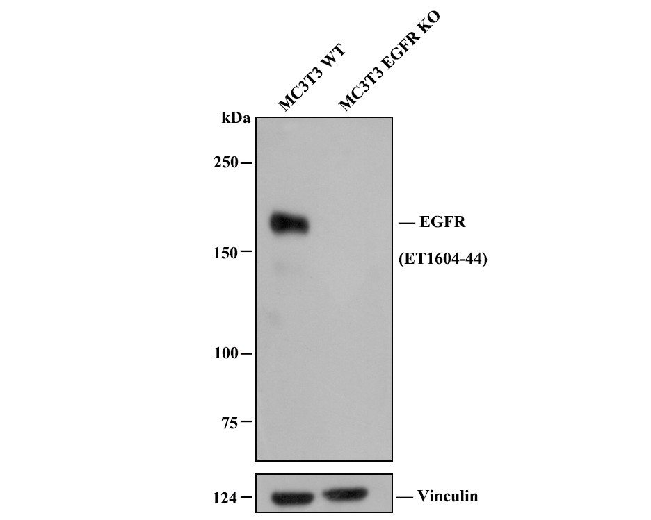 All lanes: Western blot analysis of EGFR with anti-EGFR antibody [SP00-86] (ET1604-44) at 1:500 dilution.<br />
<br />
Lane 1: Wild-type MC3T3 whole cell lysate.<br />
Lane 2: EGFR knockout MC3T3 whole cell lysate.<br />
<br />
Predicted band size: 134 kDa<br />
Observed band size: 180 kDa<br />
<br />
ET1604-44 was shown to specifically react with EGFR in wild-type MC3T3 cells. No band was observed when EGFR knockout samples were tested. Wild-type and EGFR knockout samples were subjected to SDS-PAGE. Proteins were transferred to a PVDF membrane and blocked with 5% NFDM in TBST for 1 hour at room temperature. The primary Anti-EGFR antibody (ET1604-44, 1/500) and Anti-Vinculin antibody (ET1705-94, 1/5,000) were used in 5% BSA at room temperature for 2 hours. Goat Anti-Rabbit IgG H&L (HRP) Secondary Antibody (HA1001) at 1:200,000 dilution was used for 1 hour at room temperature.<br />
<br />
Cell lysate was provided by Ubigene Biosciences (Ubigene Biosciences Co., Ltd., Guangzhou, China).