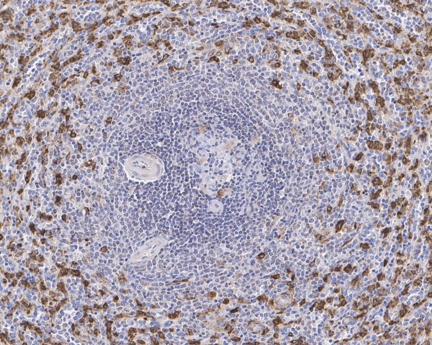 Immunohistochemical analysis of paraffin-embedded mouse liver tissue using anti-Heme Oxygenase 1(HO-1) antibody. The section was pre-treated using heat mediated antigen retrieval with Tris-EDTA buffer (pH 8.0-8.4) for 20 minutes.The tissues were blocked in 5% BSA for 30 minutes at room temperature, washed with ddH2O and PBS, and then probed with the primary antibody (ET1604-45, 1/50) for 30 minutes at room temperature. The detection was performed using an HRP conjugated compact polymer system. DAB was used as the chromogen. Tissues were counterstained with hematoxylin and mounted with DPX.