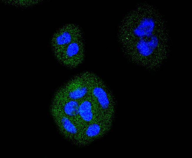 ICC staining of VEGF Receptor 1 in SHG-44 cells (green). Formalin fixed cells were permeabilized with 0.1% Triton X-100 in TBS for 10 minutes at room temperature and blocked with 10% negative goat serum for 15 minutes at room temperature. Cells were probed with the primary antibody (ET1605-11, 1/50) for 1 hour at room temperature, washed with PBS. Alexa Fluor®488 conjugate-Goat anti-Rabbit IgG was used as the secondary antibody at 1/1,000 dilution. The nuclear counter stain is DAPI (blue).