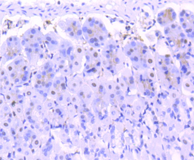 Immunohistochemical analysis of paraffin-embedded mouse stomach tissue using anti-FUBP1 antibody. The section was pre-treated using heat mediated antigen retrieval with Tris-EDTA buffer (pH 9.0) for 20 minutes.The tissues were blocked in 1% BSA for 30 minutes at room temperature, washed with ddH2O and PBS, and then probed with the primary antibody (ET1605-26, 1/50) for 30 minutes at room temperature. The detection was performed using an HRP conjugated compact polymer system. DAB was used as the chromogen. Tissues were counterstained with hematoxylin and mounted with DPX.