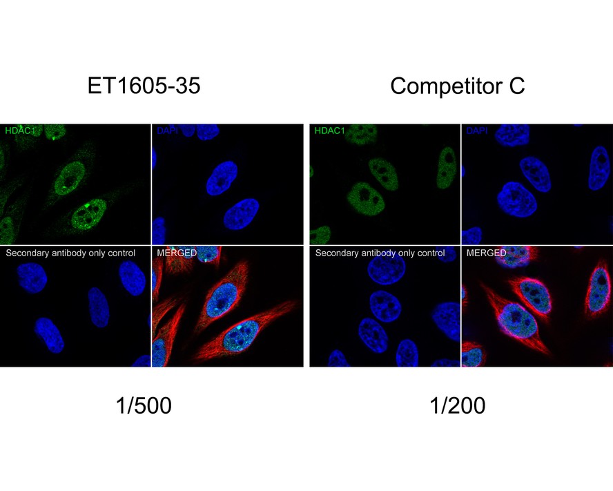 Immunocytochemistry analysis of HeLa cells labeling HDAC1 with Rabbit anti-HDAC1 antibody (ET1605-35) at 1/500 dilution and competitor's antibody at 1/200 dilution.<br />
<br />
Cells were fixed in 4% paraformaldehyde for 20 minutes at room temperature, permeabilized with 0.1% Triton X-100 in PBS for 5 minutes at room temperature, then blocked with 1% BSA in 10% negative goat serum for 1 hour at room temperature. Cells were then incubated with Rabbit anti-HDAC1 antibody (ET1605-35) at 1/500 dilution and competitor's antibody at 1/200 dilution in 1% BSA in PBST overnight at 4 ℃. Goat Anti-Rabbit IgG H&L (iFluor™ 488, HA1121) was used as the secondary antibody at 1/1,000 dilution. PBS instead of the primary antibody was used as the secondary antibody only control. Nuclear DNA was labelled in blue with DAPI.<br />
<br />
Beta tubulin (M1305-2, red) was stained at 1/100 dilution overnight at +4℃. Goat Anti-Mouse IgG H&L (iFluor™ 594, HA1126) was used as the secondary antibody at 1/1,000 dilution.