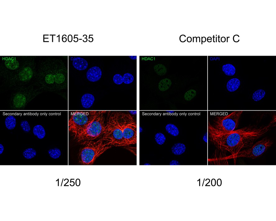 Immunocytochemistry analysis of NIH/3T3 cells labeling HDAC1 with Rabbit anti-HDAC1 antibody (ET1605-35) at 1/250 dilution and competitor's antibody at 1/200 dilution.<br />
<br />
Cells were fixed in 4% paraformaldehyde for 20 minutes at room temperature, permeabilized with 0.1% Triton X-100 in PBS for 5 minutes at room temperature, then blocked with 1% BSA in 10% negative goat serum for 1 hour at room temperature. Cells were then incubated with Rabbit anti-HDAC1 antibody (ET1605-35) at 1/250 dilution and competitor's antibody at 1/200 dilution in 1% BSA in PBST overnight at 4 ℃. Goat Anti-Rabbit IgG H&L (iFluor™ 488, HA1121) was used as the secondary antibody at 1/1,000 dilution. PBS instead of the primary antibody was used as the secondary antibody only control. Nuclear DNA was labelled in blue with DAPI.<br />
<br />
Beta tubulin (M1305-2, red) was stained at 1/100 dilution overnight at +4℃. Goat Anti-Mouse IgG H&L (iFluor™ 594, HA1126) was used as the secondary antibody at 1/1,000 dilution.
