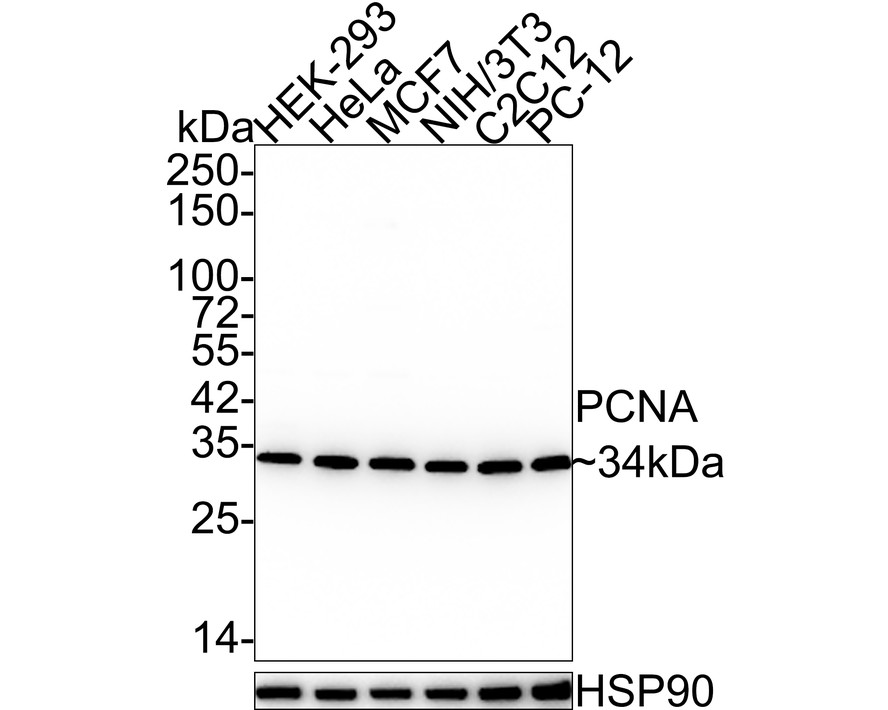 Western blot analysis of PCNA on different lysates with Rabbit anti-PCNA antibody (ET1605-38) at 1/5,000 dilution.<br />
<br />
Lane 1: HEK-293 cell lysate<br />
Lane 2: HeLa cell lysate<br />
Lane 3: MCF7 cell lysate<br />
Lane 4: NIH/3T3 cell lysate<br />
Lane 5: C2C12 cell lysate<br />
Lane 6: PC-12 cell lysate<br />
<br />
Lysates/proteins at 15 µg/Lane.<br />
<br />
Predicted band size: 29 kDa<br />
Observed band size: 34 kDa<br />
<br />
Exposure time: 24 seconds;<br />
<br />
4-20% SDS-PAGE gel.<br />
<br />
Proteins were transferred to a PVDF membrane and blocked with 5% NFDM/TBST for 1 hour at room temperature. The primary antibody (ET1605-38) at 1/5,000 dilution was used in 5% NFDM/TBST at 4℃ overnight. Goat Anti-Rabbit IgG - HRP Secondary Antibody (HA1001) at 1:100,000 dilution was used for 1 hour at room temperature.