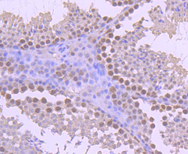 Immunohistochemical analysis of paraffin-embedded mouse testis tissue using anti-YY1 antibody. The section was pre-treated using heat mediated antigen retrieval with Tris-EDTA buffer (pH 8.0-8.4) for 20 minutes.The tissues were blocked in 5% BSA for 30 minutes at room temperature, washed with ddH2O and PBS, and then probed with the primary antibody (ET1605-40, 1/50) for 30 minutes at room temperature. The detection was performed using an HRP conjugated compact polymer system. DAB was used as the chromogen. Tissues were counterstained with hematoxylin and mounted with DPX.