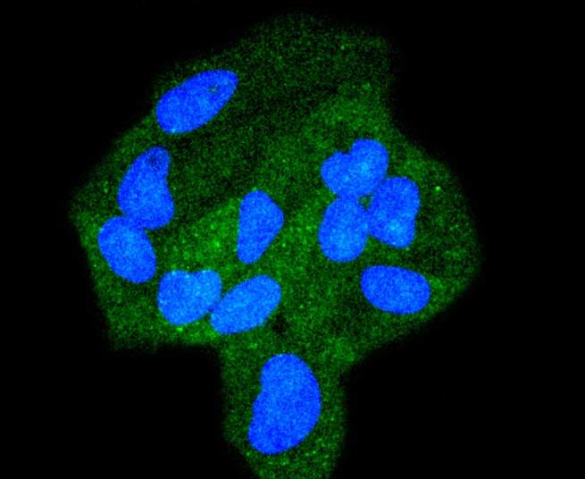 ICC staining of STAT6 in NIH/3T3 cells (green). Formalin fixed cells were permeabilized with 0.1% Triton X-100 in TBS for 10 minutes at room temperature and blocked with 10% negative goat serum for 15 minutes at room temperature. Cells were probed with the primary antibody (ET1605-49, 1/50) for 1 hour at room temperature, washed with PBS. Alexa Fluor®488 conjugate-Goat anti-Rabbit IgG was used as the secondary antibody at 1/1,000 dilution. The nuclear counter stain is DAPI (blue).