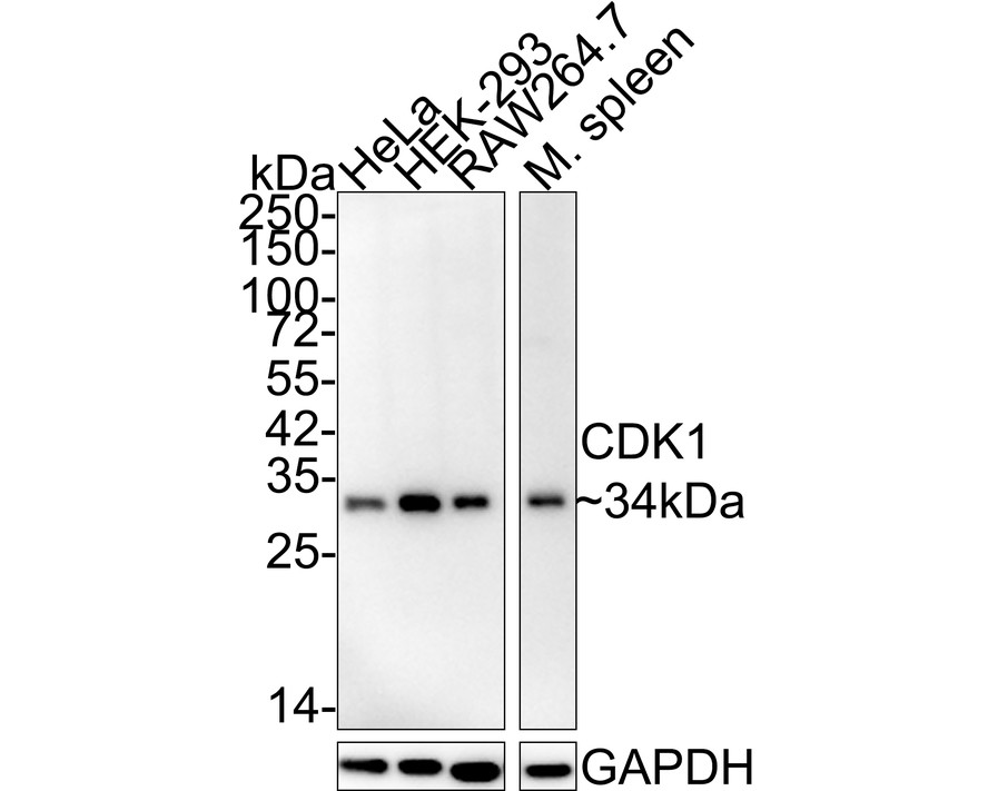 Western blot analysis of CDK1 on different lysates. Proteins were transferred to a PVDF membrane and blocked with 5% BSA in PBS for 1 hour at room temperature. The primary antibody (ET1605-54, 1/500) was used in 5% BSA at room temperature for 2 hours. Goat Anti-Rabbit IgG - HRP Secondary Antibody (HA1001) at 1:5,000 dilution was used for 1 hour at room temperature.<br />
Positive control: <br />
Lane 1: HepG2 cell lysate<br />
Lane 2: Jurkat cell lysate
