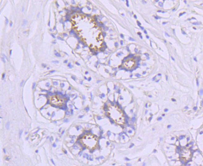 Hsp90 alpha Rabbit Monoclonal Antibody [SY1406] (ET16055 HUABIO