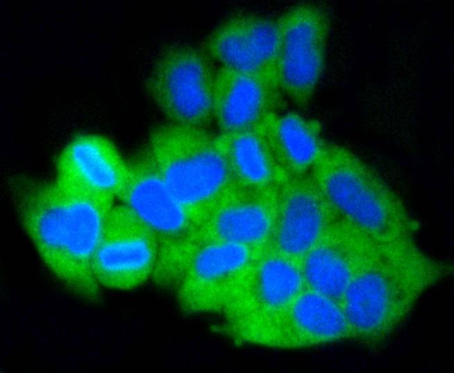 ICC staining of MCL1 in Hela cells (green). Formalin fixed cells were permeabilized with 0.1% Triton X-100 in TBS for 10 minutes at room temperature and blocked with 1% Blocker BSA for 15 minutes at room temperature. Cells were probed with the primary antibody (ET1606-14, 1/50) for 1 hour at room temperature, washed with PBS. Alexa Fluor®488 Goat anti-Rabbit IgG was used as the secondary antibody at 1/1,000 dilution. The nuclear counter stain is DAPI (blue).