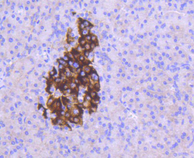 Immunohistochemical analysis of paraffin-embedded human pancreas tissue using anti-MCL1 antibody. The section was pre-treated using heat mediated antigen retrieval with Tris-EDTA buffer (pH 8.0-8.4) for 20 minutes.The tissues were blocked in 5% BSA for 30 minutes at room temperature, washed with ddH2O and PBS, and then probed with the primary antibody (ET1606-14, 1/50) for 30 minutes at room temperature. The detection was performed using an HRP conjugated compact polymer system. DAB was used as the chromogen. Tissues were counterstained with hematoxylin and mounted with DPX.