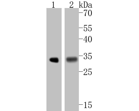Western blot analysis of Calponin on different lysates. Proteins were transferred to a PVDF membrane and blocked with 5% BSA in PBS for 1 hour at room temperature. The primary antibody (ET1606-17, 1/500) was used in 5% BSA at room temperature for 2 hours. Goat Anti-Rabbit IgG - HRP Secondary Antibody (HA1001) at 1:5,000 dilution was used for 1 hour at room temperature.<br />
Positive control: <br />
Lane 1: Hela cell lysate<br />
Lane 2: NIH/3T3 cell lysate