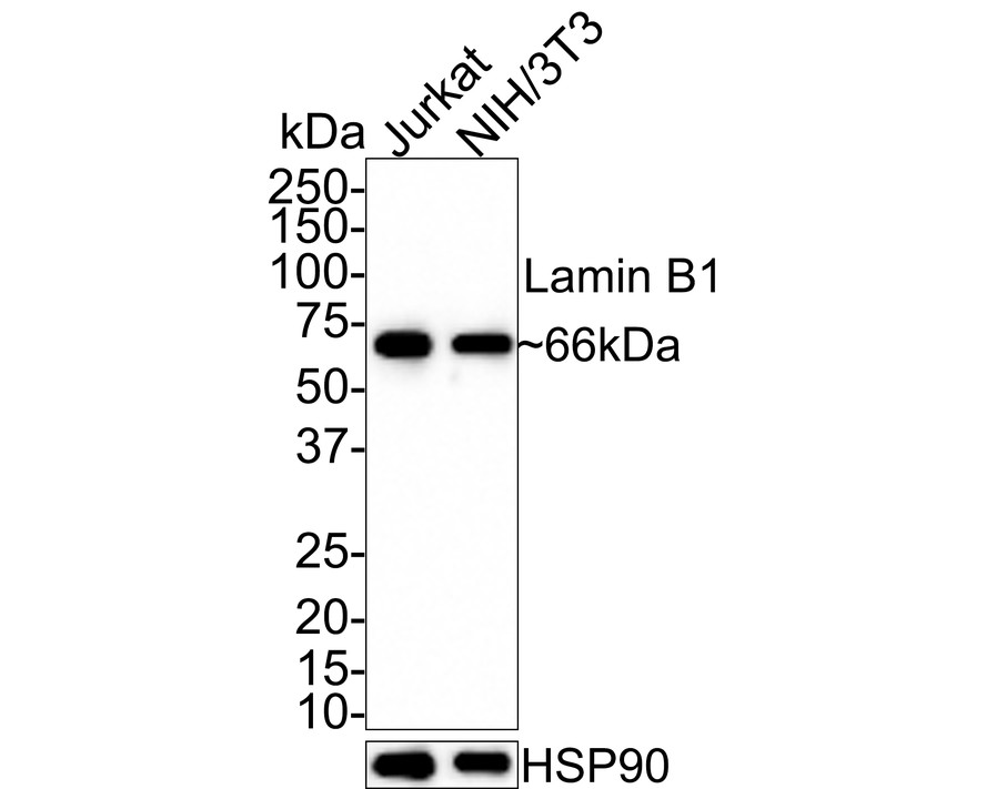 Western blot analysis of Lamin B1 on different lysates with Rabbit anti-Lamin B1 antibody (ET1606-27) at 1/5,000 dilution.<br />
<br />
Lane 1: Jurkat cell lysate<br />
Lane 2: NIH/3T3 cell lysate<br />
<br />
Lysates/proteins at 10 µg/Lane.<br />
<br />
Predicted band size: 66 kDa<br />
Observed band size: 66 kDa<br />
<br />
Exposure time: 1 minute;<br />
<br />
4-20% SDS-PAGE gel.<br />
<br />
Proteins were transferred to a PVDF membrane and blocked with 5% NFDM/TBST for 1 hour at room temperature. The primary antibody (ET1606-27) at 1/5,000 dilution was used in 5% NFDM/TBST at room temperature for 2 hours. Goat Anti-Rabbit IgG - HRP Secondary Antibody (HA1001) at 1:100,000 dilution was used for 1 hour at room temperature.