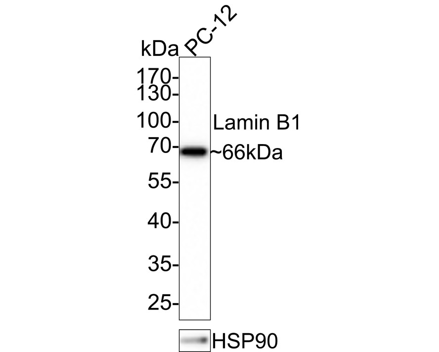 Western blot analysis of Lamin B1 on PC-12 cell lysates with Rabbit anti-Lamin B1 antibody (ET1606-27) at 1/1,000 dilution.<br />
<br />
Lysates/proteins at 10 µg/Lane.<br />
<br />
Predicted band size: 66 kDa<br />
Observed band size: 66 kDa<br />
<br />
Exposure time: 1 minute;<br />
<br />
10% SDS-PAGE gel.<br />
<br />
Proteins were transferred to a PVDF membrane and blocked with 5% NFDM/TBST for 1 hour at room temperature. The primary antibody (ET1606-27) at 1/1,000 dilution was used in 5% NFDM/TBST at room temperature for 2 hours. Goat Anti-Rabbit IgG - HRP Secondary Antibody (HA1001) at 1:100,000 dilution was used for 1 hour at room temperature.