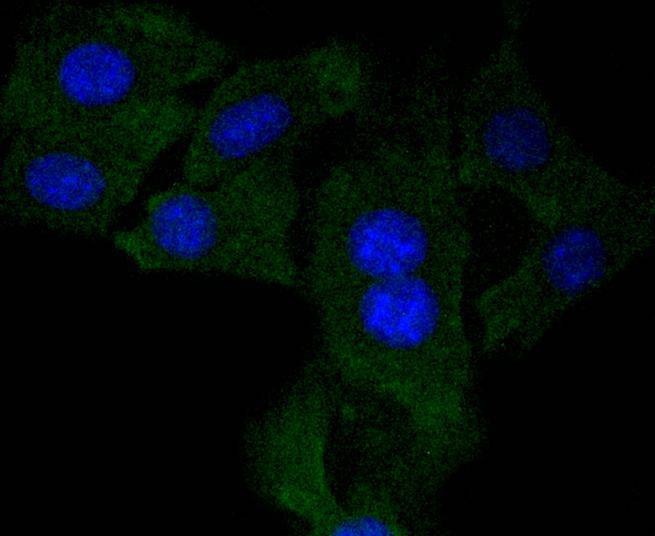 ICC staining of NGF in NIH/3T3 cells (green). Formalin fixed cells were permeabilized with 0.1% Triton X-100 in TBS for 10 minutes at room temperature and blocked with 1% Blocker BSA for 15 minutes at room temperature. Cells were probed with the primary antibody (ET1606-29, 1/50) for 1 hour at room temperature, washed with PBS. Alexa Fluor®488 Goat anti-Rabbit IgG was used as the secondary antibody at 1/1,000 dilution. The nuclear counter stain is DAPI (blue).