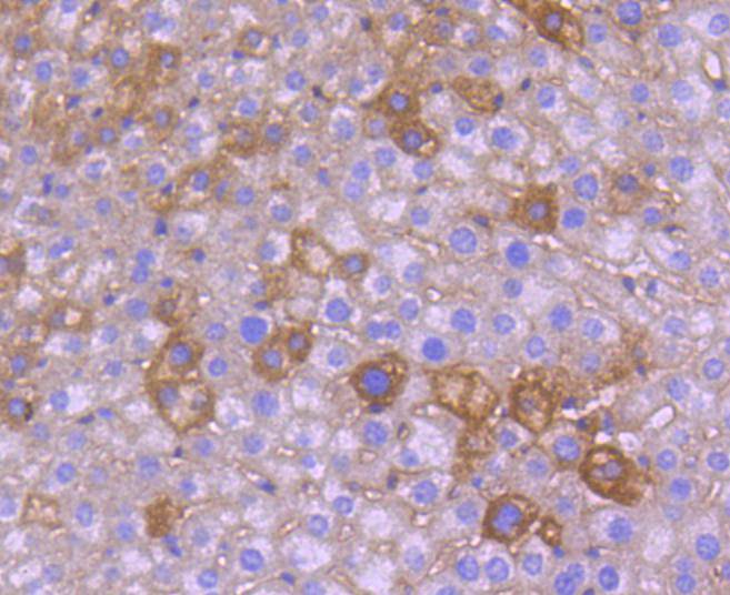 Immunohistochemical analysis of paraffin-embedded mouse liver tissue using anti-NGF antibody. The section was pre-treated using heat mediated antigen retrieval with Tris-EDTA buffer (pH 8.0-8.4) for 20 minutes.The tissues were blocked in 5% BSA for 30 minutes at room temperature, washed with ddH2O and PBS, and then probed with the primary antibody (ET1606-29, 1/50) for 30 minutes at room temperature. The detection was performed using an HRP conjugated compact polymer system. DAB was used as the chromogen. Tissues were counterstained with hematoxylin and mounted with DPX.
