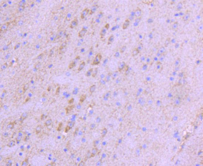 Immunohistochemical analysis of paraffin-embedded mouse brain tissue using anti-NGF antibody. The section was pre-treated using heat mediated antigen retrieval with Tris-EDTA buffer (pH 8.0-8.4) for 20 minutes.The tissues were blocked in 5% BSA for 30 minutes at room temperature, washed with ddH2O and PBS, and then probed with the primary antibody (ET1606-29, 1/50) for 30 minutes at room temperature. The detection was performed using an HRP conjugated compact polymer system. DAB was used as the chromogen. Tissues were counterstained with hematoxylin and mounted with DPX.