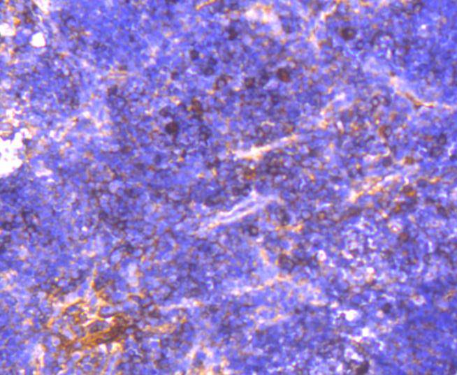 Immunohistochemical analysis of paraffin-embedded mouse thymus tissue using anti-NGF antibody. The section was pre-treated using heat mediated antigen retrieval with Tris-EDTA buffer (pH 8.0-8.4) for 20 minutes.The tissues were blocked in 5% BSA for 30 minutes at room temperature, washed with ddH2O and PBS, and then probed with the primary antibody (ET1606-29, 1/50) for 30 minutes at room temperature. The detection was performed using an HRP conjugated compact polymer system. DAB was used as the chromogen. Tissues were counterstained with hematoxylin and mounted with DPX.