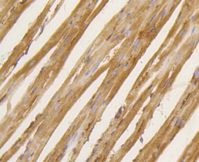 Immunohistochemical analysis of paraffin-embedded mouse heart tissue using anti-BDNF antibody. The section was pre-treated using heat mediated antigen retrieval with Tris-EDTA buffer (pH 8.0-8.4) for 20 minutes.The tissues were blocked in 5% BSA for 30 minutes at room temperature, washed with ddH2O and PBS, and then probed with the primary antibody (ET1606-42, 1/50) for 30 minutes at room temperature. The detection was performed using an HRP conjugated compact polymer system. DAB was used as the chromogen. Tissues were counterstained with hematoxylin and mounted with DPX.