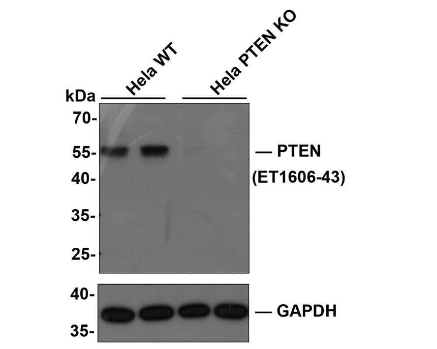 All lanes: Western blot analysis of PTEN with anti-PTEN antibody [SJ19-03] (ET1606-43) at 1:1,000 dilution.<br />
<br />
Lane 1: Wild-type mouse lung cancer whole cell lysate (20 µg).<br />
Lane 2: PTEN knockout mouse lung cancer whole cell lysate (20 µg).<br />
<br />
ET1606-43 was shown to specifically react with PTEN in wild-type mouse lung cancer cells. No band was observed when PTEN knockout samples were tested. Wild-type and PTEN knockout samples were subjected to SDS-PAGE. Proteins were transferred to a PVDF membrane and blocked with 5% NFDM in TBST for 1 hour at room temperature. The primary Anti-PTEN antibody (ET1606-43, 1/1,000) and Anti-β-actin antibody (R1207-1, 1/1,000) were used in 5% BSA at room temperature for 2 hours. Goat Anti-Rabbit IgG H&L (HRP) Secondary Antibody (HA1001) at 1:200,000 dilution was used for 1 hour at room temperature.