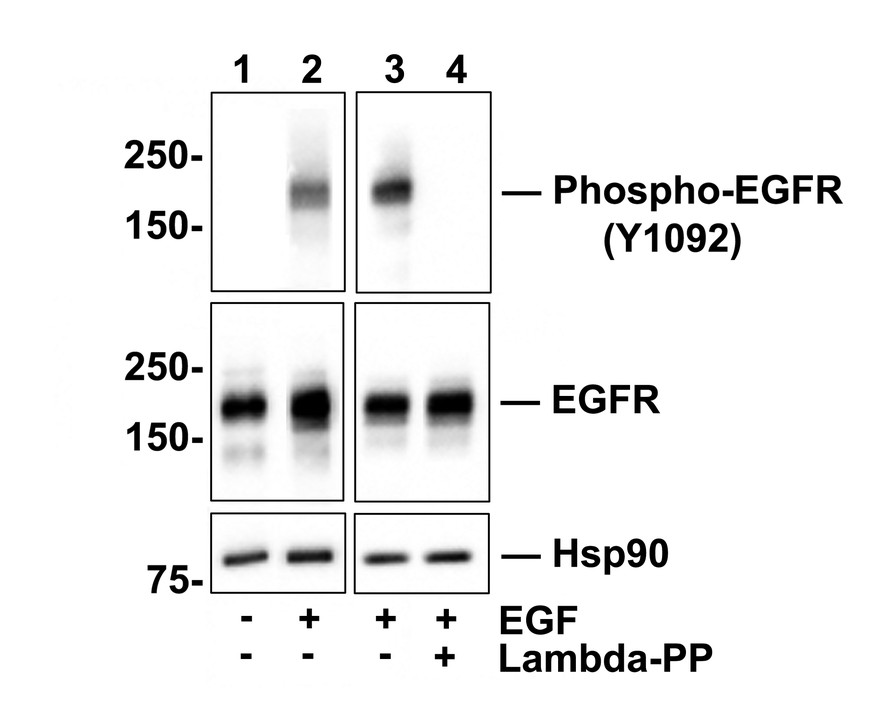 Western blot analysis of Phospho-EGFR(Y1092) on A431 cell lysates.<br />
<br />
Lane 1: A431 cells, whole cell lysate, 10ug/lane<br />
Lane 2/3: A431 cells treated with 100 ng/ml EGF for 30 minutes, whole cell lysates, 10ug/lane<br />
Lane 4: A431 cells treated with 100 ng/ml EGF for 30 minutes, then treated with 2.8ug/ul lambda-PP for 30 minutes, whole cell lysates, 10ug/lane<br />
<br />
All lanes :<br />
Anti-Phospho-EGFR(Y1092) antibody (ET1606-44 <br />
) at 1:500 dilution. Anti-EGFR antibody (ET1603-37) at 1:500 dilution. Anti-Hsp90 beta antibody (ET1605-56) at 1:10,000 dilution. Goat Anti-Rabbit IgG H&L (HRP) (HA1001) at 1/200,000 dilution.<br />
<br />
Predicted band size: 134 kDa<br />
Observed band size: 170 kDa<br />
<br />
Blocking and diluting buffer: 5% BSA.<br />
<br />
Exposure time: 15 seconds