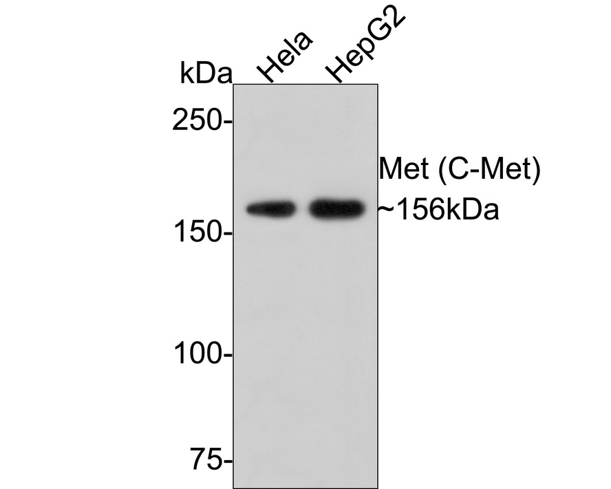 Western blot analysis of Met (C-Met) on different lysates with Rabbit anti-Met (C-Met) antibody (ET1606-45) at 1/500 dilution.<br />
<br />
Lane 1: Hela cell lysate<br />
Lane 2: HepG2 cell lysate<br />
<br />
Lysates/proteins at 10 µg/Lane.<br />
<br />
Predicted band size: 156 kDa<br />
Observed band size: 156 kDa<br />
<br />
Exposure time: 2 minutes;<br />
<br />
6% SDS-PAGE gel.<br />
<br />
Proteins were transferred to a PVDF membrane and blocked with 5% NFDM/TBST for 1 hour at room temperature. The primary antibody (ET1606-45) at 1/500 dilution was used in 5% NFDM/TBST at room temperature for 2 hours. Goat Anti-Rabbit IgG - HRP Secondary Antibody (HA1001) at 1:300,000 dilution was used for 1 hour at room temperature.