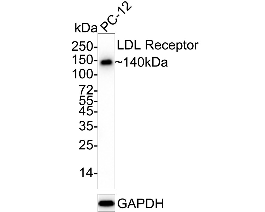 xCT/SLC7A11 Mouse Monoclonal Antibody [A7C5] (HA600097) – HUABIO