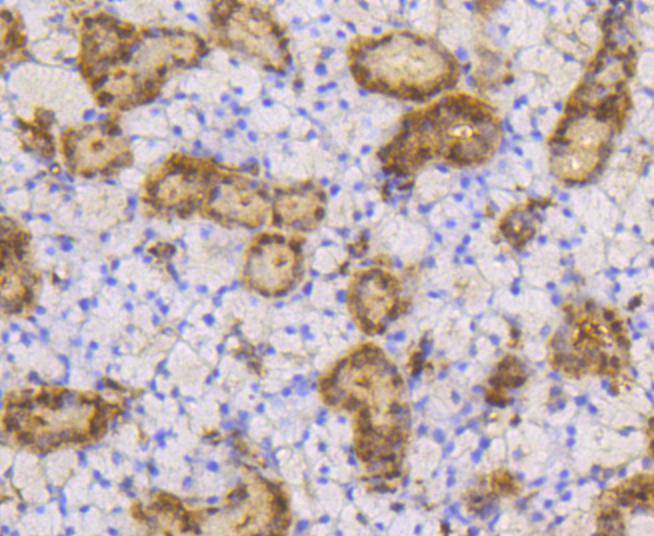 Immunohistochemical analysis of paraffin-embedded mouse thyroid tissue using anti-SUMO-1 antibody. The section was pre-treated using heat mediated antigen retrieval with Tris-EDTA buffer (pH 8.0-8.4) for 20 minutes.The tissues were blocked in 5% BSA for 30 minutes at room temperature, washed with ddH2O and PBS, and then probed with the primary antibody (ET1606-53, 1/50) for 30 minutes at room temperature. The detection was performed using an HRP conjugated compact polymer system. DAB was used as the chromogen. Tissues were counterstained with hematoxylin and mounted with DPX.