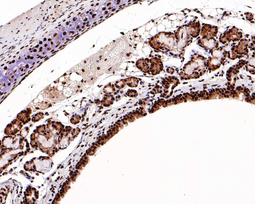 Immunohistochemical analysis of paraffin-embedded mouse trachea tissue with Rabbit anti-SUMO-1 antibody (ET1606-53) at 1/500 dilution.<br />
<br />
The section was pre-treated using heat mediated antigen retrieval with sodium citrate buffer (pH 6.0) for 2 minutes. The tissues were blocked in 1% BSA for 20 minutes at room temperature, washed with ddH2O and PBS, and then probed with the primary antibody (ET1606-53) at 1/500 dilution for 1 hour at room temperature. The detection was performed using an HRP conjugated compact polymer system. DAB was used as the chromogen. Tissues were counterstained with hematoxylin and mounted with DPX.