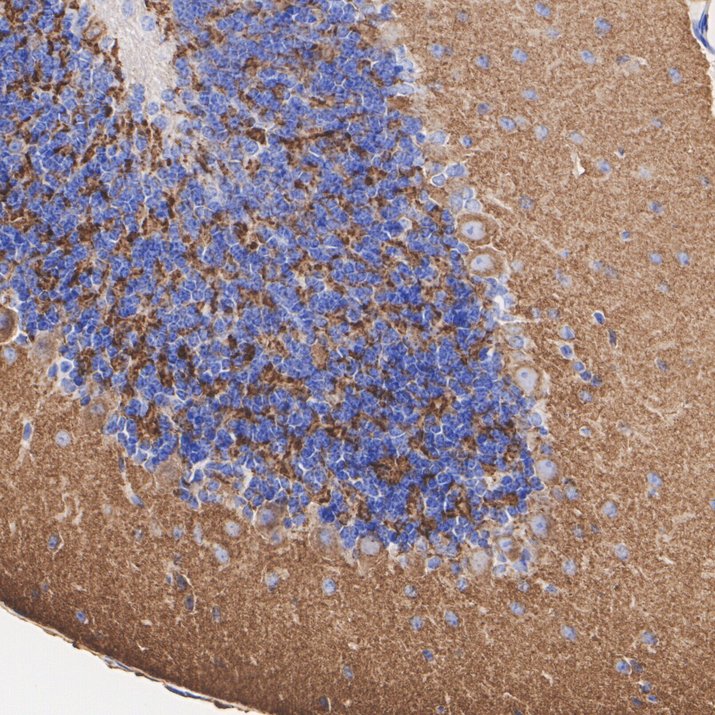Immunohistochemical analysis of paraffin-embedded mouse pancreas tissue using anti-Synaptophysin antibody. Counter stained with hematoxylin.