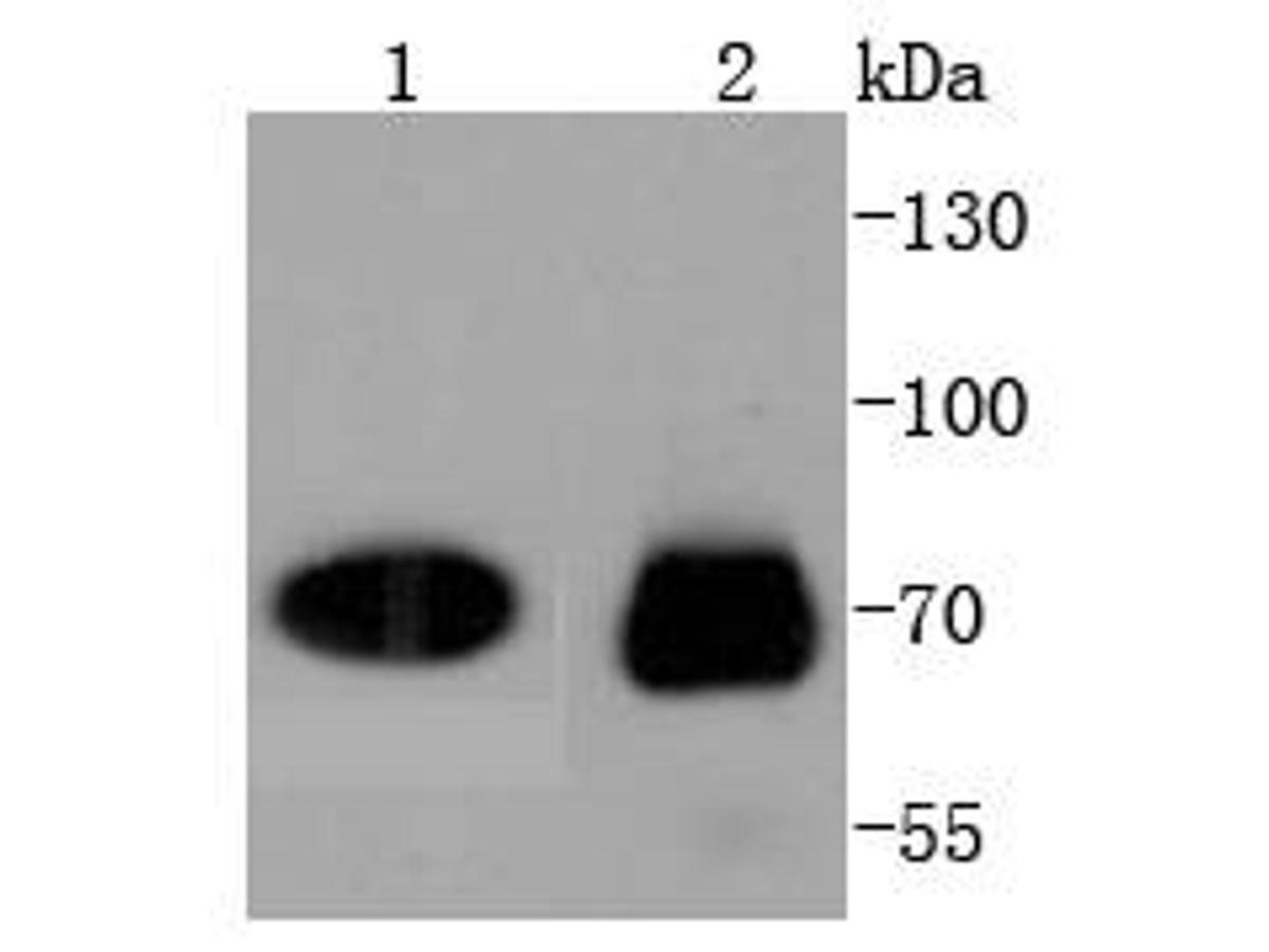 Western blot analysis of CDC7 Kinase on different lysates. Proteins were transferred to a PVDF membrane and blocked with 5% BSA in PBS for 1 hour at room temperature. The primary antibody (ET1607-1, 1/500) was used in 5% BSA at room temperature for 2 hours. Goat Anti-Rabbit IgG - HRP Secondary Antibody (HA1001) at 1:200,000 dilution was used for 1 hour at room temperature.<br />
Positive control: <br />
Lane 1: Jurkat cell lysate<br />
Lane 2: Hela cell lysate