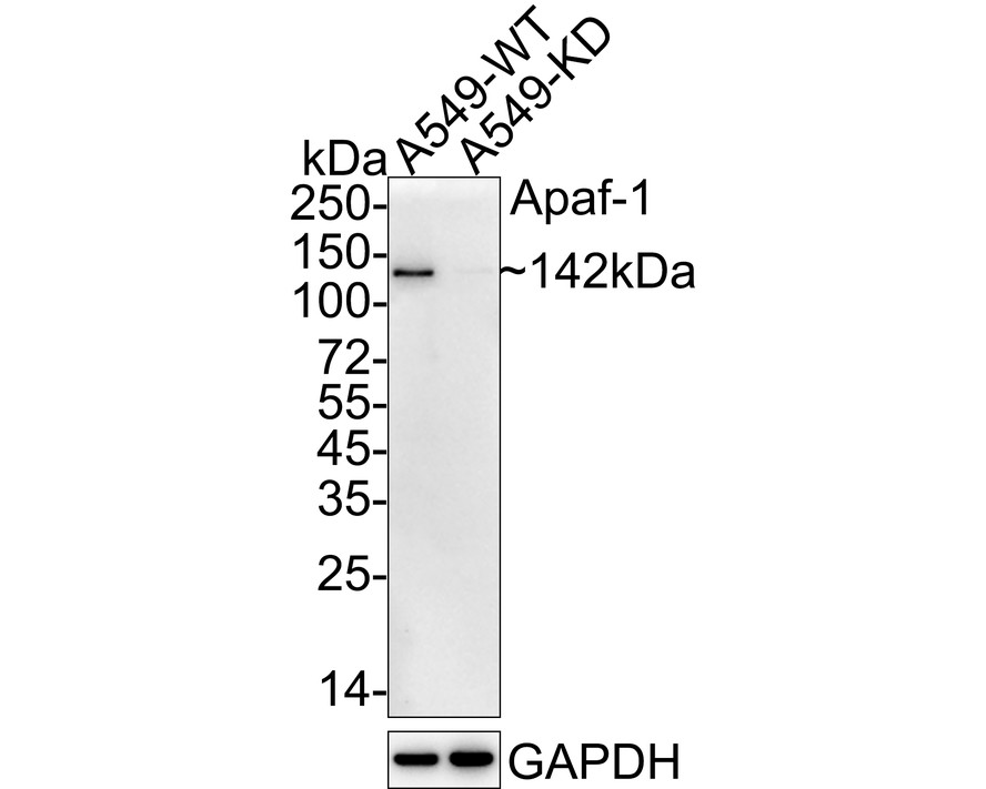 Western blot analysis of Apaf-1 on HUVEC cell lysates. Proteins were transferred to a PVDF membrane and blocked with 5% BSA in PBS for 1 hour at room temperature. The primary antibody (ET1607-12, 1/500) was used in 5% BSA at room temperature for 2 hours. Goat Anti-Rabbit IgG - HRP Secondary Antibody (HA1001) at 1:5,000 dilution was used for 1 hour at room temperature.