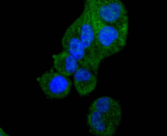 ICC staining of Apaf-1 in MCF-7 cells (green). Formalin fixed cells were permeabilized with 0.1% Triton X-100 in TBS for 10 minutes at room temperature and blocked with 1% Blocker BSA for 15 minutes at room temperature. Cells were probed with the primary antibody (ET1607-12, 1/50) for 1 hour at room temperature, washed with PBS. Alexa Fluor®488 Goat anti-Rabbit IgG was used as the secondary antibody at 1/1,000 dilution. The nuclear counter stain is DAPI (blue).