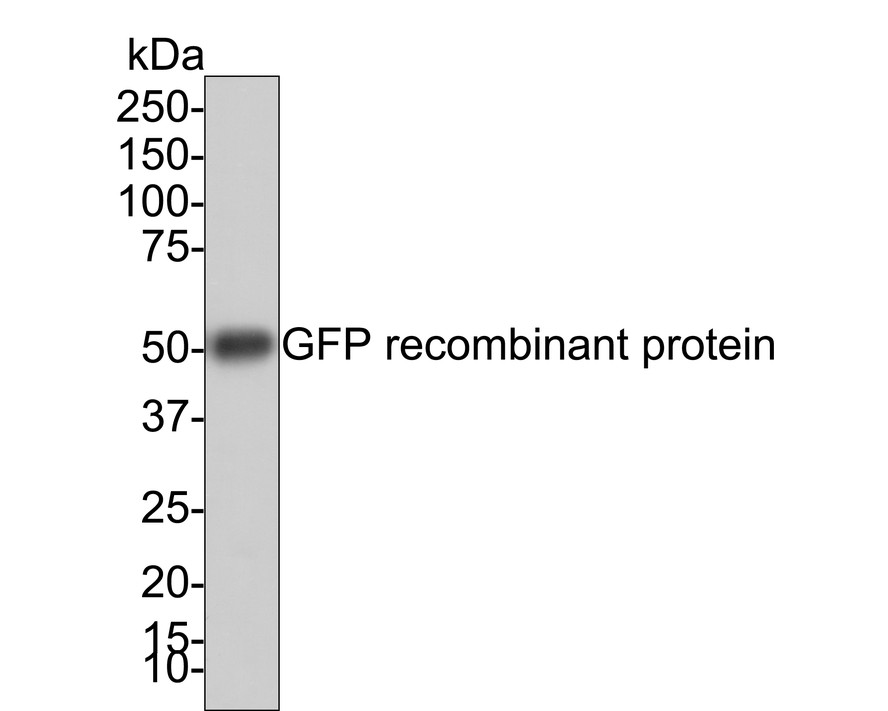 Western blot analysis of GFP on GFP recombinant protein with Rabbit anti-GFP antibody (ET1607-31) at 1/10,000 dilution.<br />
<br />
Lysates/proteins at 50 ng/Lane.<br />
<br />
Exposure time: 30 seconds;<br />
<br />
4-20% SDS-PAGE gel.<br />
<br />
Proteins were transferred to a PVDF membrane and blocked with 5% NFDM/TBST for 1 hour at room temperature. The primary antibody (ET1607-31) at 1/10,000 dilution was used in 5% NFDM/TBST at room temperature for 2 hours. Goat Anti-Rabbit IgG - HRP Secondary Antibody (HA1001) at 1:100,000 dilution was used for 1 hour at room temperature.