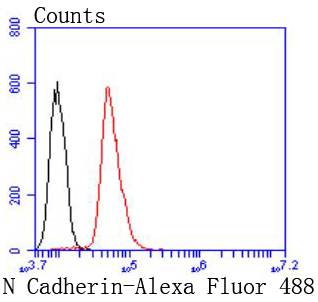 Flow cytometric analysis of N Cadherin was done on Hela cells. The cells were fixed, permeabilized and stained with the primary antibody (ET1607-37, 1/50) (red). After incubation of the primary antibody at room temperature for an hour, the cells were stained with a Alexa Fluor 488-conjugated Goat anti-Rabbit IgG Secondary antibody at 1/1000 dilution for 30 minutes.Unlabelled sample was used as a control (cells without incubation with primary antibody; black).