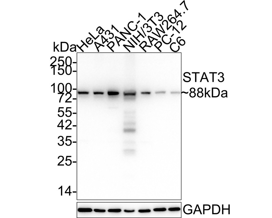 Western blot analysis of STAT3 on different lysates with Rabbit anti-STAT3 antibody (ET1607-38) at 1/2,000 dilution.<br />
<br />
Lane 1: HeLa cell lysate<br />
Lane 2: A431 cell lysate<br />
Lane 3: PANC-1 cell lysate<br />
Lane 4: NIH/3T3 cell lysate<br />
Lane 5: RAW264.7 cell lysate<br />
Lane 6: PC-12 cell lysate<br />
Lane 7: C6 cell lysate<br />
<br />
Lysates/proteins at 20 µg/Lane.<br />
<br />
Predicted band size: 88 kDa<br />
Observed band size: 88 kDa<br />
<br />
Exposure time: 2 minutes 24 seconds;<br />
<br />
4-20% SDS-PAGE gel.<br />
<br />
Proteins were transferred to a PVDF membrane and blocked with 5% NFDM/TBST for 1 hour at room temperature. The primary antibody (ET1607-38) at 1/2,000 dilution was used in 5% NFDM/TBST at 4℃ overnight. Goat Anti-Rabbit IgG - HRP Secondary Antibody (HA1001) at 1/50,000 dilution was used for 1 hour at room temperature.