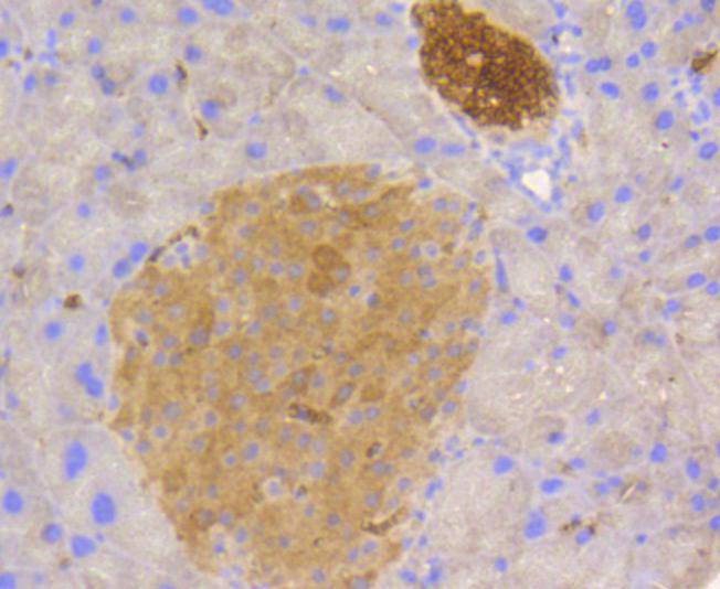 Immunohistochemical analysis of paraffin-embedded mouse pancreas tissue using anti-STAT3 antibody. The section was pre-treated using heat mediated antigen retrieval with Tris-EDTA buffer (pH 8.0-8.4) for 20 minutes.The tissues were blocked in 5% BSA for 30 minutes at room temperature, washed with ddH2O and PBS, and then probed with the primary antibody (ET1607-38, 1/50) for 30 minutes at room temperature. The detection was performed using an HRP conjugated compact polymer system. DAB was used as the chromogen. Tissues were counterstained with hematoxylin and mounted with DPX.