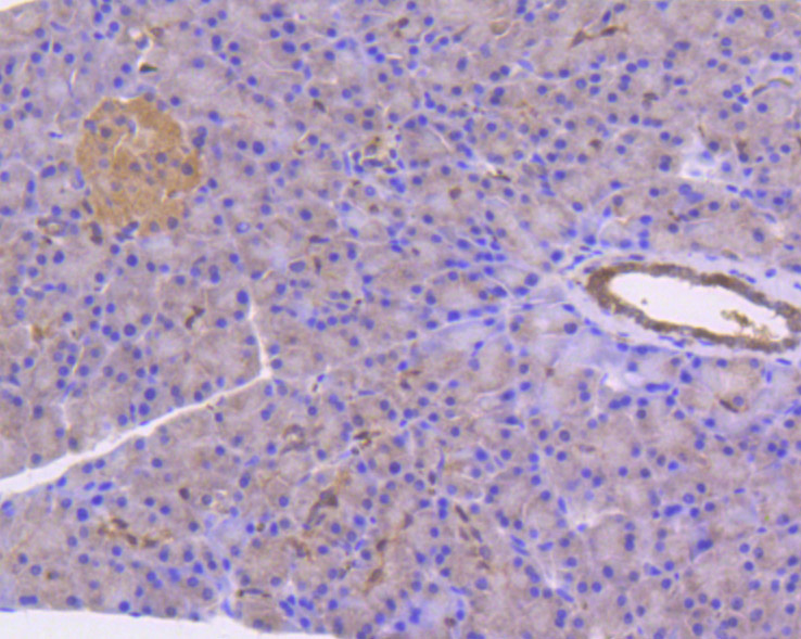 Immunohistochemical analysis of paraffin-embedded rat pancreas tissue using anti-STAT3 antibody. The section was pre-treated using heat mediated antigen retrieval with Tris-EDTA buffer (pH 8.0-8.4) for 20 minutes.The tissues were blocked in 5% BSA for 30 minutes at room temperature, washed with ddH2O and PBS, and then probed with the primary antibody (ET1607-38, 1/50) for 30 minutes at room temperature. The detection was performed using an HRP conjugated compact polymer system. DAB was used as the chromogen. Tissues were counterstained with hematoxylin and mounted with DPX.