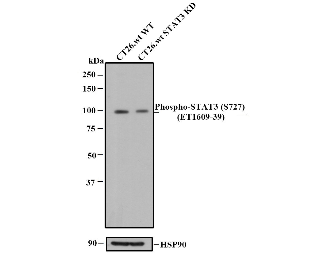 All lanes: Western blot analysis of Phospho-STAT3(S727) with anti-Phospho-STAT3(S727) antibody [SY24-09] (ET1607-39) at 1:500 dilution.<br />
<br />
Lane 1: Wild-type CT26.wt whole cell lysate.<br />
Lane 2: STAT3 knockdown CT26.wt whole cell lysate.<br />
<br />
ET1607-39 was shown to specifically react with Phospho-STAT3(S727) in wild-type CT26.wt cells. Weakened band was observed when STAT3 knockdown samples were tested. Wild-type and STAT3 knockdown samples were subjected to SDS-PAGE. Proteins were transferred to a PVDF membrane and blocked with 5% NFDM in TBST for 1 hour at room temperature. The primary Anti-Phospho-STAT3(S727) antibody (ET1607-39, 1/500) and Anti-HSP90 antibody (ET1605-56, 1/10,000) were used in 5% BSA at room temperature for 2 hours. Goat Anti-Rabbit IgG H&L (HRP) Secondary Antibody (HA1001) at 1:200,000 dilution was used for 1 hour at room temperature.<br />
<br />
Cell lysate was provided by Ubigene Biosciences (Ubigene Biosciences Co., Ltd., Guangzhou, China).