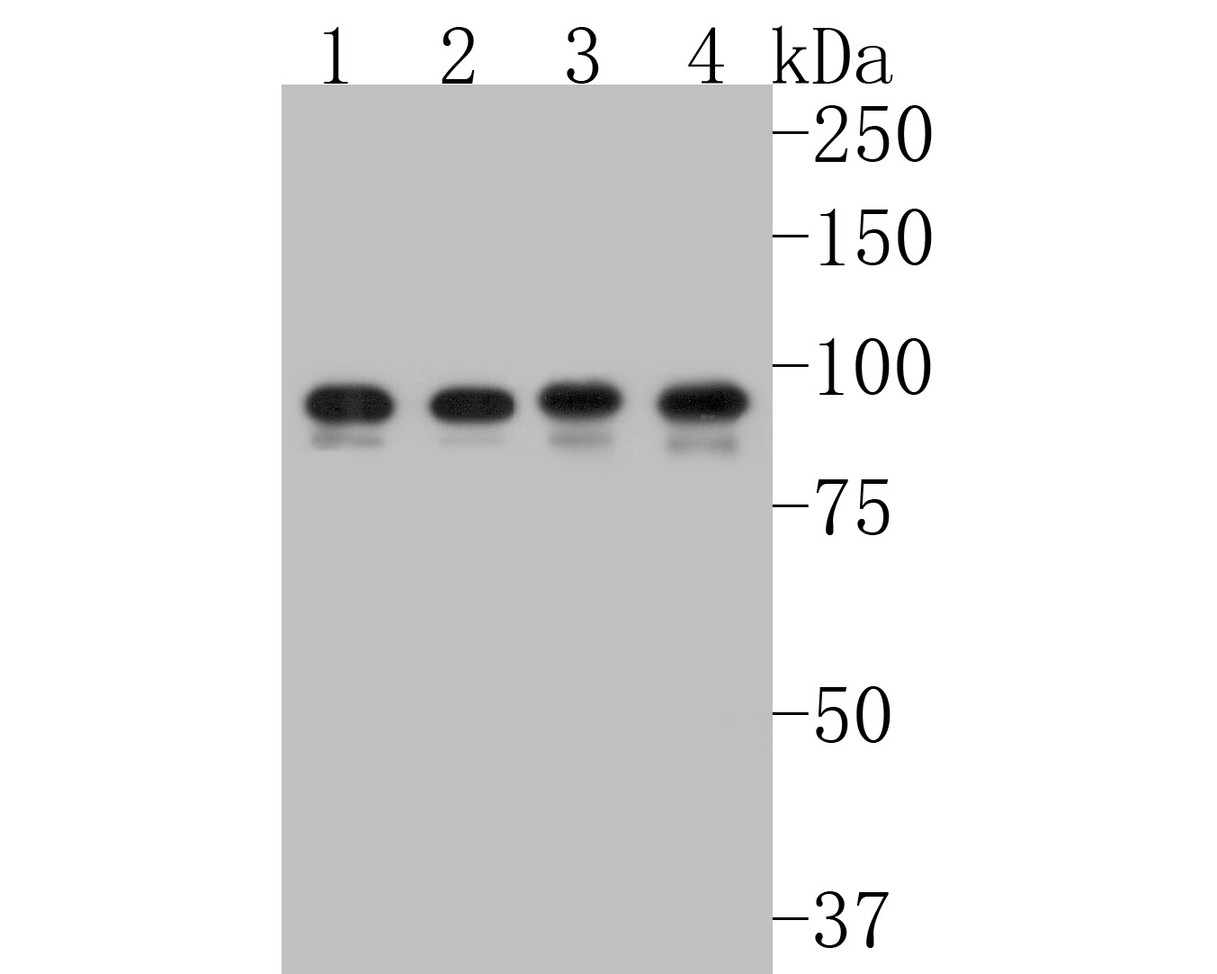 Western blot analysis of Phospho-STAT3(S727) on different lysates. Proteins were transferred to a PVDF membrane and blocked with 5% BSA in PBS for 1 hour at room temperature. The primary antibody (ET1607-39, 1/500) was used in 5% BSA at room temperature for 2 hours. Goat Anti-Rabbit IgG - HRP Secondary Antibody (HA1001) at 1:5,000 dilution was used for 1 hour at room temperature.<br />
Positive control: <br />
Lane 1: Hela cell lysate<br />
Lane 2: A431 cell lysate<br />
Lane 3: NIH/3T3 cell lysate<br />
Lane 4: Jurkat cell lysate