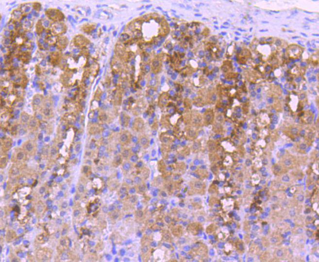 Immunohistochemical analysis of paraffin-embedded human kidney tissue using anti-NADPH oxidase 4/NOX4 antibody. The section was pre-treated using heat mediated antigen retrieval with Tris-EDTA buffer (pH 9.0) for 20 minutes.The tissues were blocked in 1% BSA for 30 minutes at room temperature, washed with ddH2O and PBS, and then probed with the primary antibody (ET1607-4, 1/50) for 30 minutes at room temperature. The detection was performed using an HRP conjugated compact polymer system. DAB was used as the chromogen. Tissues were counterstained with hematoxylin and mounted with DPX.