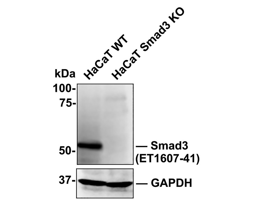 All lanes: Western blot analysis of Smad3 with anti-Smad3 antibody (ET1607-41) at 1:1,000 dilution.<br />
Lane 1: Wild-type HaCaT whole cell lysate (15 µg).<br />
Lane 2: Smad3 knockout HaCaT whole cell lysate (15 µg).<br />
<br />
ET1607-41 was shown to specifically react with Smad3 in wild-type HaCaT cells. NO band was observed when Smad3 knockout sample was tested. Wild-type and Smad3 knockout samples were subjected to SDS-PAGE. Proteins were transferred to a PVDF membrane and blocked with 5% NFDM in TBST for 1 hour at room temperature. The primary antibody (ET1607-41, 1:1,000) was used in 5% BSA at room temperature for 2 hours. Goat anti-Rabbit IgG-HRP antibody at 1:10,000 dilution was used for 1 hour at room temperature.
