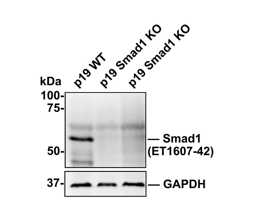 All lanes: Western blot analysis of Smad1 with anti-Smad1 antibody (ET1607-42) at 1:500 dilution.<br />
Lane 1: Wild-type p19 whole cell lysate (15 µg).<br />
Lane 2/3: Smad1 knockout p19 whole cell lysate (15 µg).<br />
<br />
ET1607-42 was shown to specifically react with Smad1 in wild-type p19 cells. No bands were observed when Smad1 knockout samples were tested. Wild-type and Smad1 knockout samples were subjected to SDS-PAGE. Proteins were transferred to a PVDF membrane and blocked with 5% NFDM in TBST for 1 hour at room temperature. The primary antibody (ET1607-42, 1:500) was used in 5% BSA at room temperature for 2 hours. Goat Anti-Rabbit IgG-HRP Secondary Antibody at 1:10,000 dilution was used for 1 hour at room temperature.