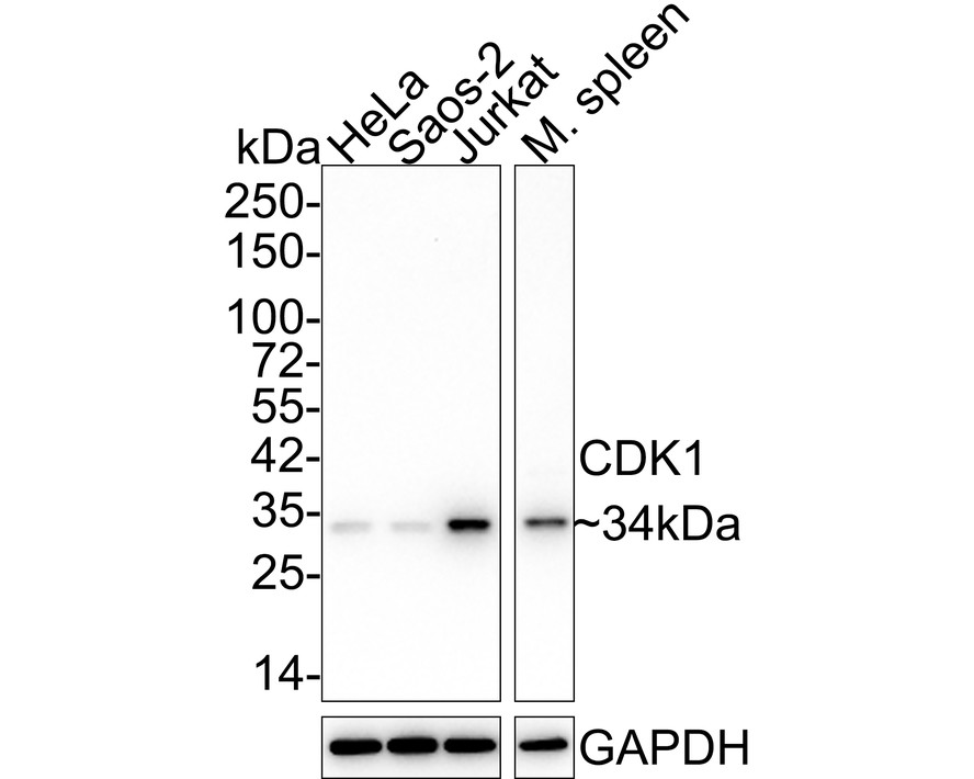 Western blot analysis of CDK1 on different lysates. Proteins were transferred to a PVDF membrane and blocked with 5% BSA in PBS for 1 hour at room temperature. The primary antibody (ET1607-51, 1/500) was used in 5% BSA at room temperature for 2 hours. Goat Anti-Rabbit IgG - HRP Secondary Antibody (HA1001) at 1:5,000 dilution was used for 1 hour at room temperature.<br />
Positive control: <br />
Lane 1: Jurkat cell lysate<br />
Lane 2: U937 cell lysate