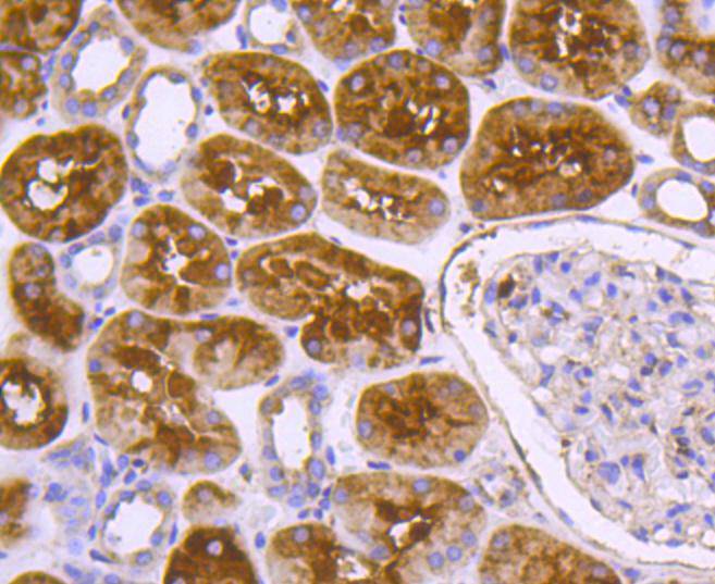 Immunohistochemical analysis of paraffin-embedded human kidney tissue using anti-DNAJC15 antibody. The section was pre-treated using heat mediated antigen retrieval with Tris-EDTA buffer (pH 8.0-8.4) for 20 minutes.The tissues were blocked in 5% BSA for 30 minutes at room temperature, washed with ddH2O and PBS, and then probed with the primary antibody (ET1607-52, 1/200) for 30 minutes at room temperature. The detection was performed using an HRP conjugated compact polymer system. DAB was used as the chromogen. Tissues were counterstained with hematoxylin and mounted with DPX.