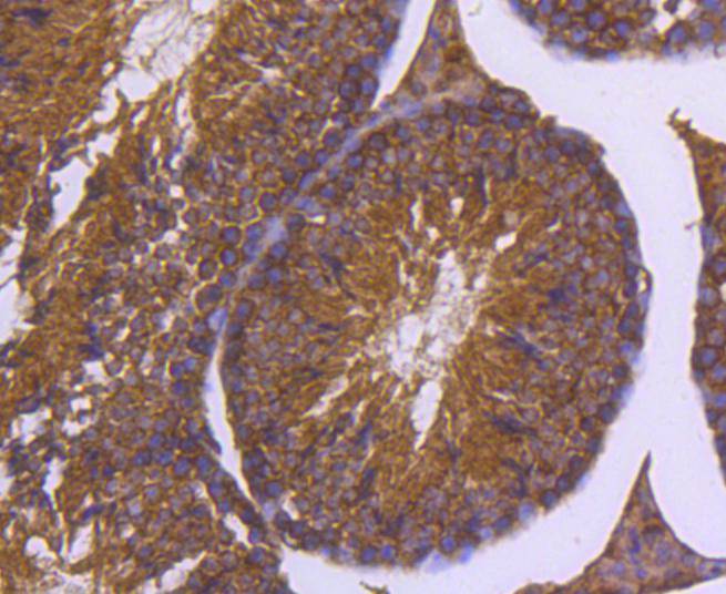 Immunohistochemical analysis of paraffin-embedded mouse testis tissue using anti-DNAJC15 antibody. The section was pre-treated using heat mediated antigen retrieval with Tris-EDTA buffer (pH 8.0-8.4) for 20 minutes.The tissues were blocked in 5% BSA for 30 minutes at room temperature, washed with ddH2O and PBS, and then probed with the primary antibody (ET1607-52, 1/200) for 30 minutes at room temperature. The detection was performed using an HRP conjugated compact polymer system. DAB was used as the chromogen. Tissues were counterstained with hematoxylin and mounted with DPX.