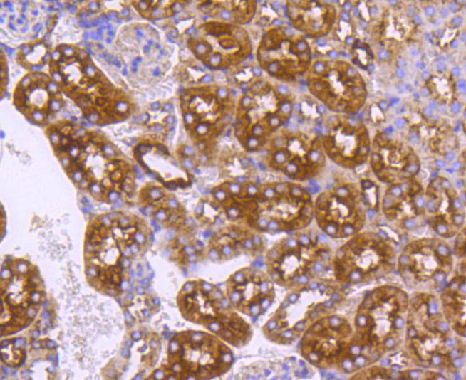 Immunohistochemical analysis of paraffin-embedded mouse kidney tissue using anti-DNAJC15 antibody. The section was pre-treated using heat mediated antigen retrieval with Tris-EDTA buffer (pH 8.0-8.4) for 20 minutes.The tissues were blocked in 5% BSA for 30 minutes at room temperature, washed with ddH2O and PBS, and then probed with the primary antibody (ET1607-52, 1/200) for 30 minutes at room temperature. The detection was performed using an HRP conjugated compact polymer system. DAB was used as the chromogen. Tissues were counterstained with hematoxylin and mounted with DPX.