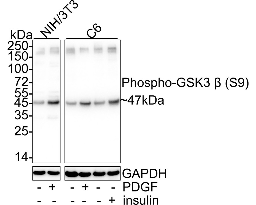 Western blot analysis of Phospho-GSK3 beta(Ser 9) on different lysates with Rabbit anti-Phospho-GSK3 beta(Ser 9) antibody (ET1607-60) at 1/1,000 dilution.<br />
<br />
Lane 1: Hela cell lysate<br />
Lane 2: A431 cell lysate<br />
Lane 3: A549 cell lysate<br />
<br />
Lysates/proteins at 10 µg/Lane.<br />
<br />
Predicted band size: 47 kDa<br />
Observed band size: 47 kDa<br />
<br />
Exposure time: 1 minute;<br />
<br />
10% SDS-PAGE gel.<br />
<br />
Proteins were transferred to a PVDF membrane and blocked with 5% NFDM/TBST for 1 hour at room temperature. The primary antibody (ET1607-60) at 1/1,000 dilution was used in 5% NFDM/TBST at room temperature for 2 hours. Goat Anti-Rabbit IgG - HRP Secondary Antibody (HA1001) at 1:300,000 dilution was used for 1 hour at room temperature.