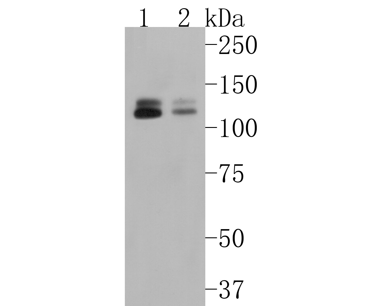 Western blot analysis of MKLP1 on different lysates. Proteins were transferred to a PVDF membrane and blocked with 5% BSA in PBS for 1 hour at room temperature. The primary antibody (ET1607-63, 1/500) was used in 5% BSA at room temperature for 2 hours. Goat Anti-Rabbit IgG - HRP Secondary Antibody (HA1001) at 1:5,000 dilution was used for 1 hour at room temperature.<br />
Positive control: <br />
Lane 1: 293 cell lysate<br />
Lane 2: A549 cell lysate
